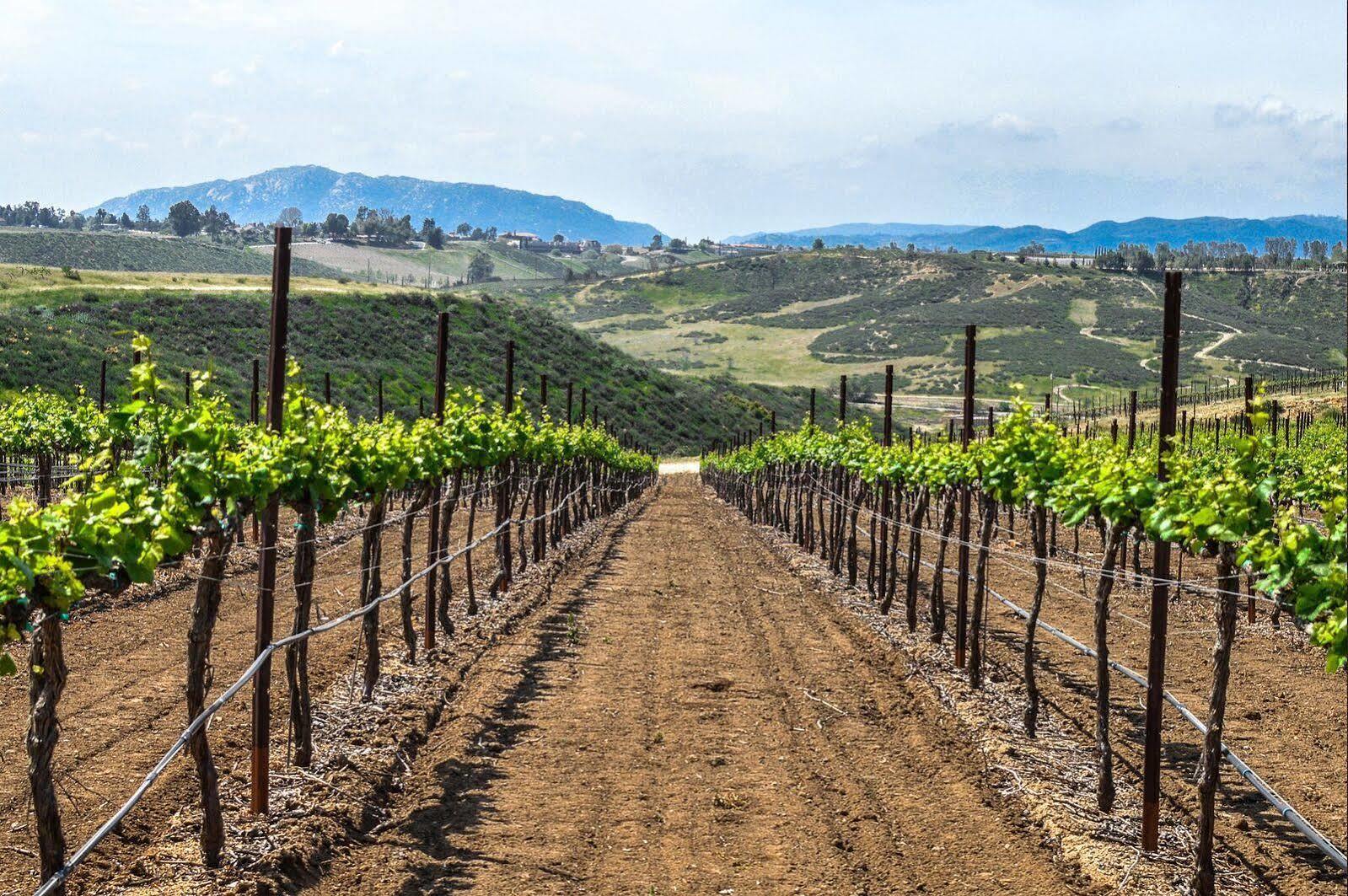 Carter Estate Winery And Resort Temecula Zewnętrze zdjęcie