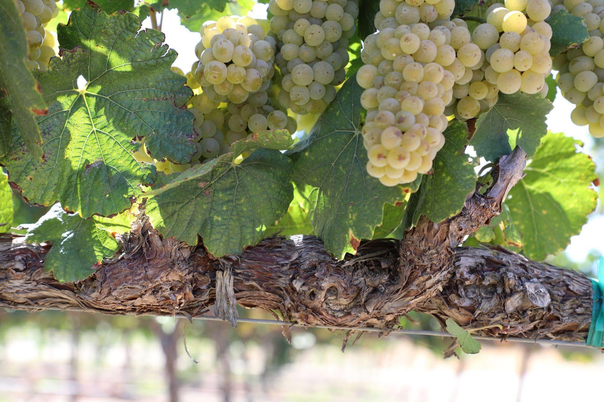 Carter Estate Winery And Resort Temecula Zewnętrze zdjęcie